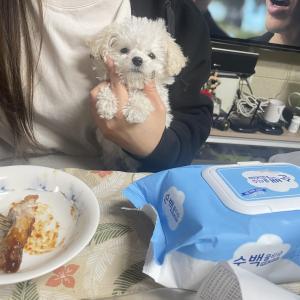 푸들 4개월 여자 아이 키워주실분..