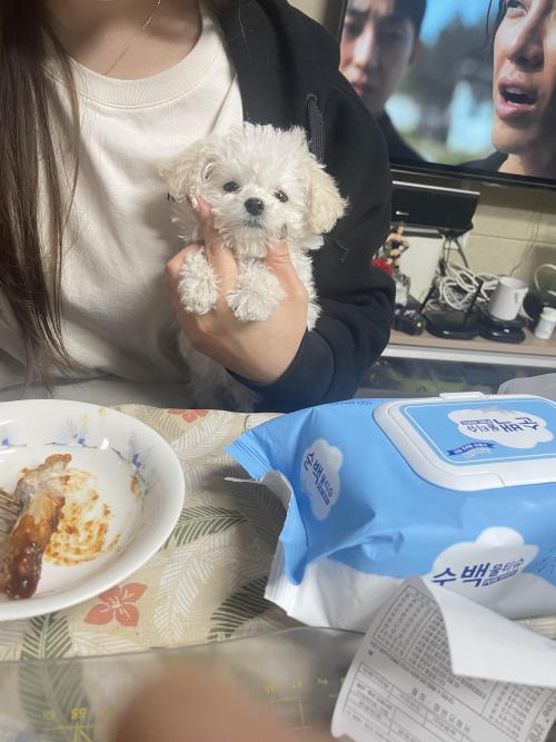푸들 4개월 여자 아이 키워주실분..