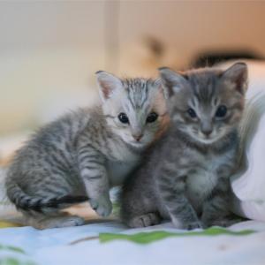 코숏아가들 입양보냅니다