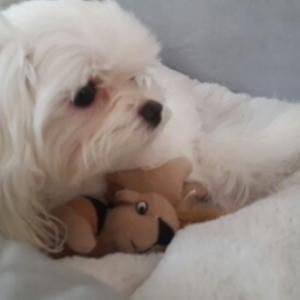 말티즈 여아 찾아요..인천서구석남동