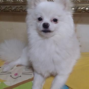 단추를 찾습니다