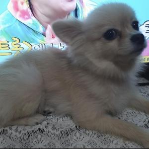 애완견 믹스 찾습니다.