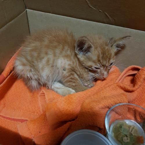 6년 7개월된 코숏 분양합니다.