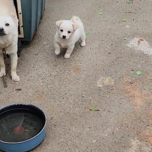 믹스발바리 무료 분양 / 1개월 암컷x2, 6개월 수, 19개월 암 돌봐주실분