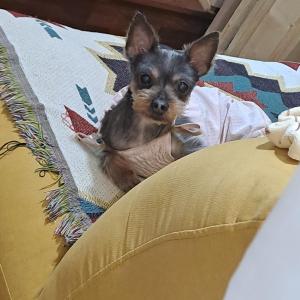 안양 박달동에서 잃어버린 요크셔테리어 찾습니다