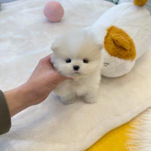 포메라니안 "모야"