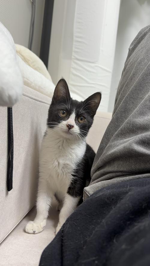 잘생긴 턱시도 고양이 가족찾아요