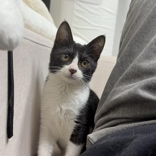 잘생긴 턱시도 고양이 가족찾아요