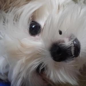 홍천군 시츄 남아 찾아요