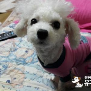 중랑구 망우동,우림시장쪽에서 잃어버린 나나를 찾습니다