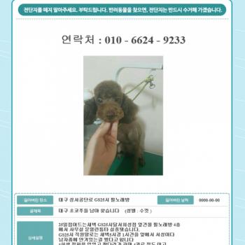 대구 성서공단로에서 초코푸들 남아 찾습니다
