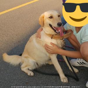 1년 7개월 된 래브라도 리트리버 찾습니다