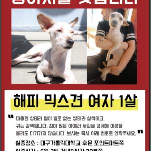 대구가톨릭대학교 근처에서 실종된 해피를 찾습니다.