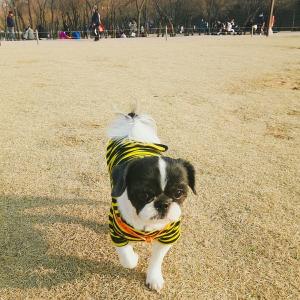 경기도 양평에서 잃어버린 검은색 시추 찾습니가.