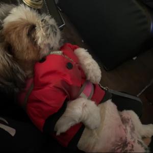 영등포구 시츄를 찾습니다