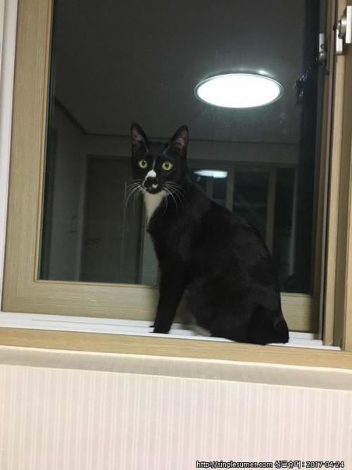 충북)1살 턱시도냥이 무료분양 합니다.