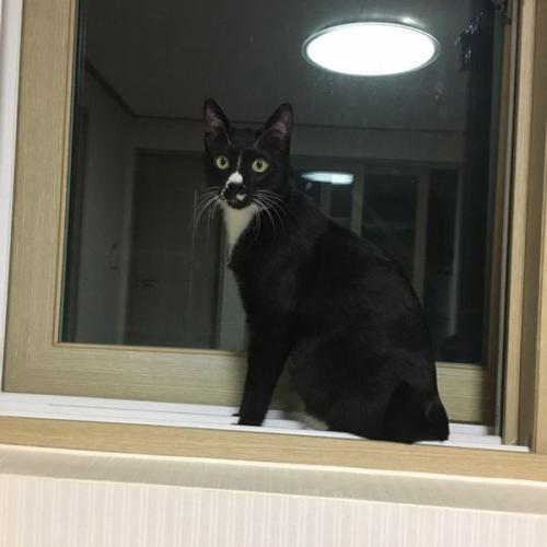 충북)1살 턱시도냥이 무료분양 합니다.