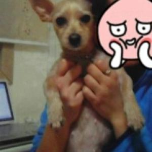 소중한 가족 코코를 찾습니다