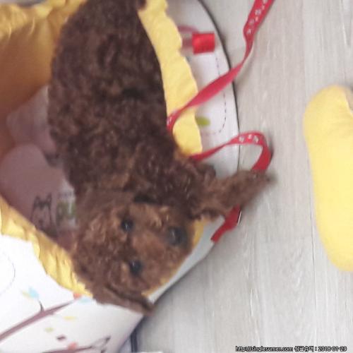 1세 남 푸들 중성화랑주사다맞췄어요