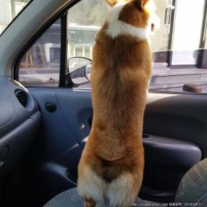 반려견을 찾습니다