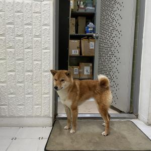 시바견(시루) 찾아요