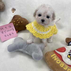 2개월령 푸숑 망고 가족을 찾아요 ❤