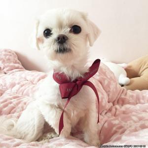 은평구 충암중학교 인근에서 놓친 말티즈 마르티즈 또또를 찾습니다