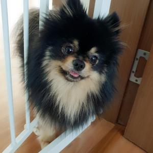 블랙탄(포메라니안) 남아