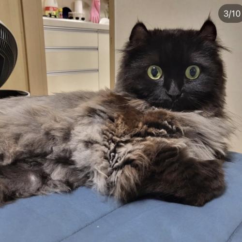 수원 동탄 고양이 찾아요