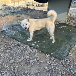 강아지 찾아주세요