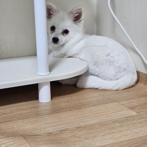 경남 폼피츠 7개월 여아 무료분양보내요