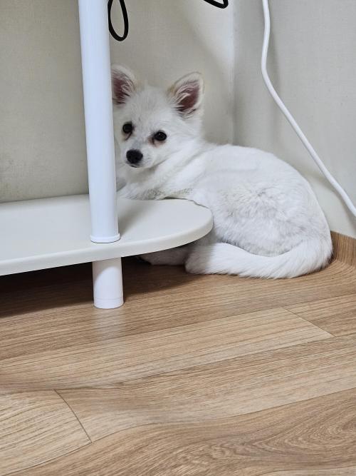 경남 폼피츠 7개월 여아 무료분양보내요