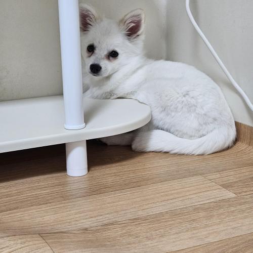 경남 폼피츠 7개월 여아 무료분양보내요