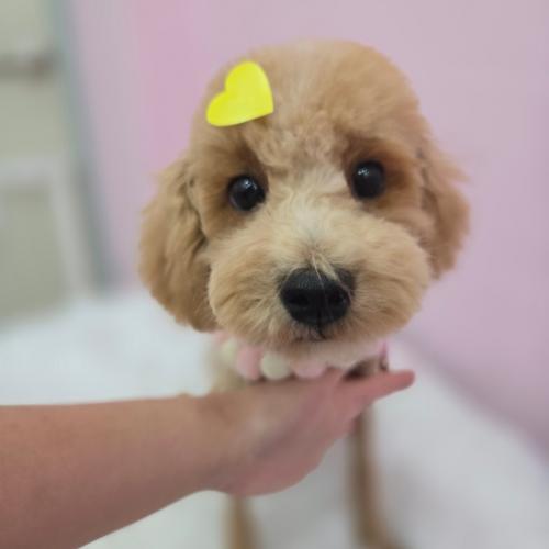 강아지 새로운 가족을 찾습니다