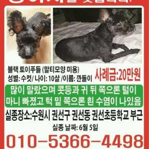 수원시 권선동 권선초교 부근 검은색 강아지를 찾습니다