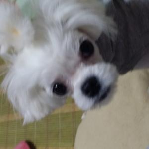 마르티즈(암컷)