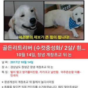 흰색 래브라도 믹스견을 찾습니다