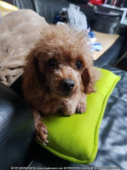 남양주시 화도읍 경성큰마을아파트 앞에서 돌아다니고 있었습니다. 푸들(여자)