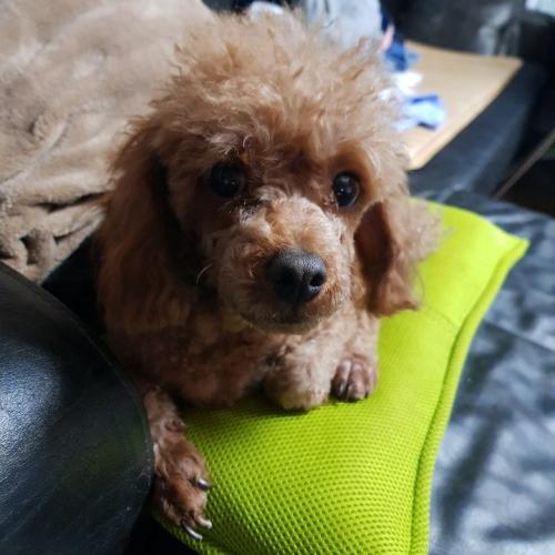 남양주시 화도읍 경성큰마을아파트 앞에서 돌아다니고 있었습니다. 푸들(여자)