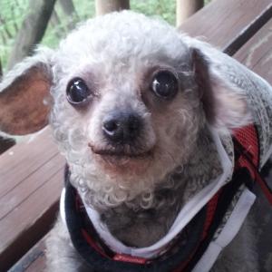 몸에 털이 없는 강아지를 찾습니다.