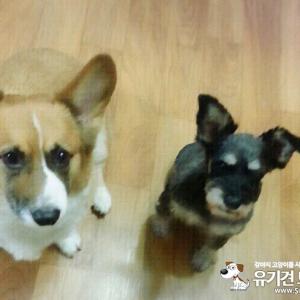슈나우저,웰시코기