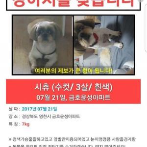 경북 영천시 금호윤성아파트. 시츄찾습니다.