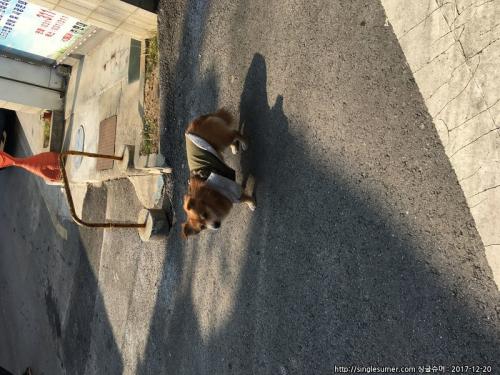 경기 시흥시 갈색털의 개에요!(사진첨부)