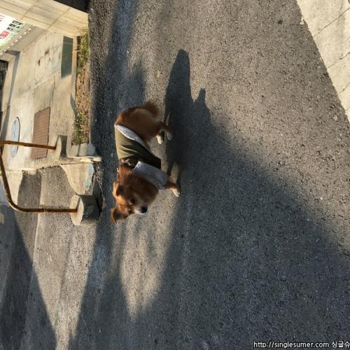 경기 시흥시 갈색털의 개에요!(사진첨부)