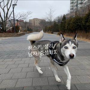 시베리안 허스키 샐리 찾아요,찾습니다!