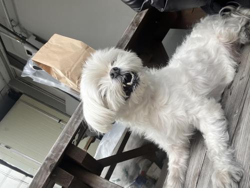 경북 포항시 오천읍 말티즈 보호중