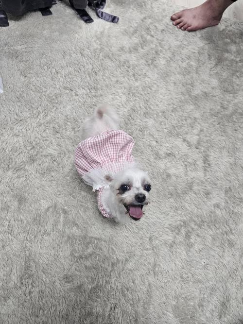 유기된강아지 임보 중입니다 3살 말티즈