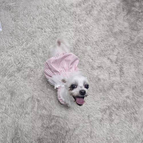 유기된강아지 임보 중입니다 3살 말티즈