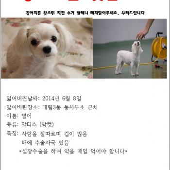 강아지 찾습니다...