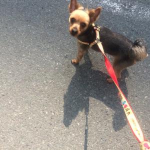 몽이를찾아주세요